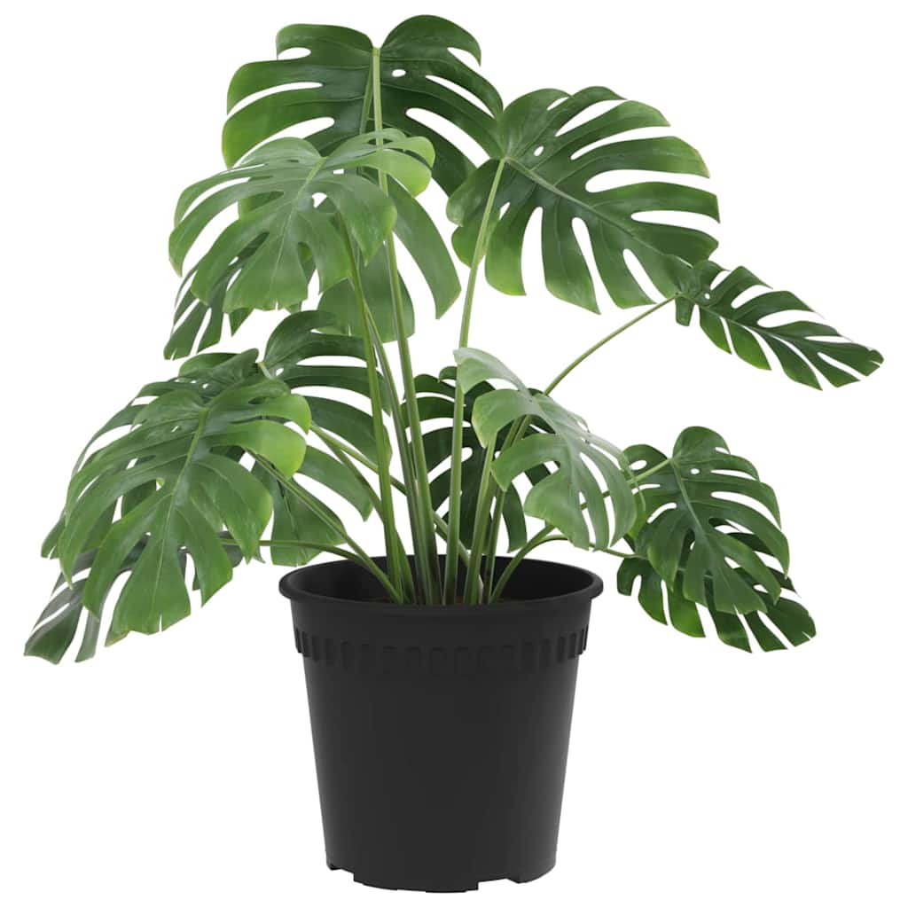 Okrogli cvetlični lonec 6 kos črna Ø 19 x 16 cm Plastika - slika 3